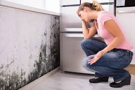 Professional Mold Inspection in Boulder Hill, IL